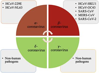 Frontiers | Mechanisms of Immune Dysregulation in COVID-19 Are